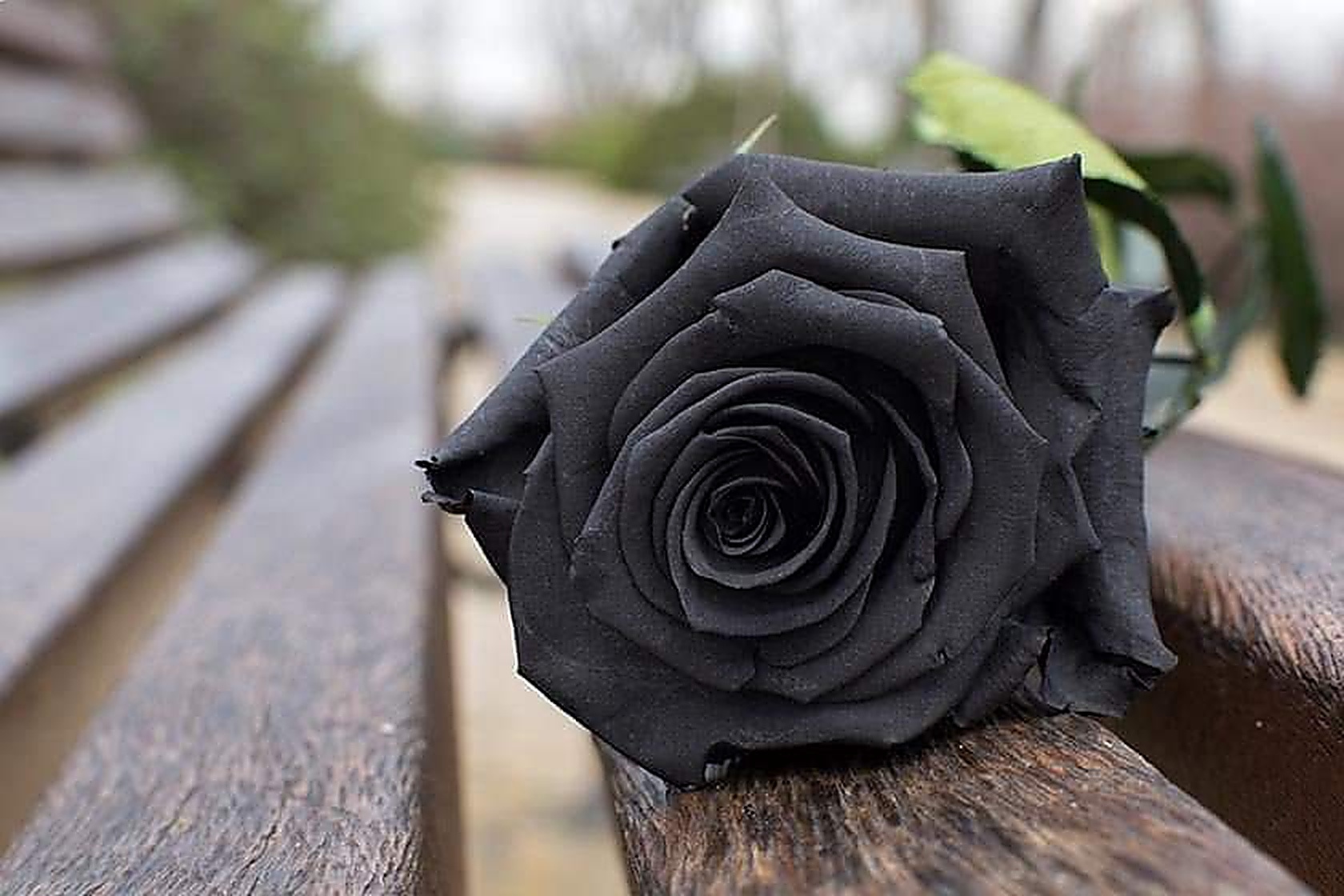 Rosa negra en señal de duelo